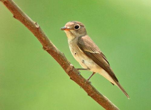 北灰鹟叫声视频,揭秘其独特旋律与生态习性