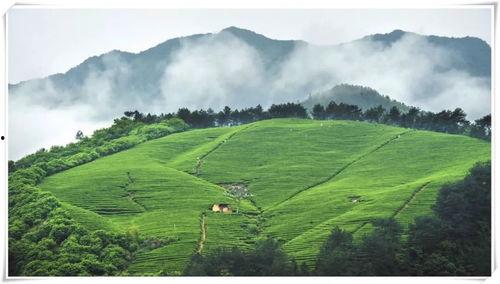 茶树修剪技术视频,掌握修剪技巧，提升茶叶品质