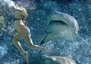 鲨鱼吃人的视频,鲨鱼捕食人类，真实视频曝光