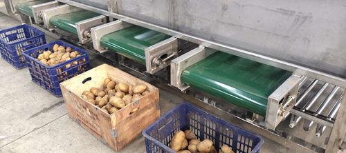 马铃薯分选机视频,马铃薯分选机高效作业现场揭秘
