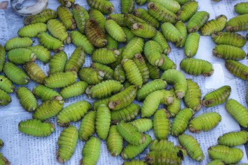 虎蚕吃白蚕的视频