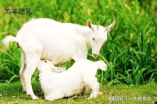 小羊吃驴的奶视频,小羊误食驴奶萌态百出