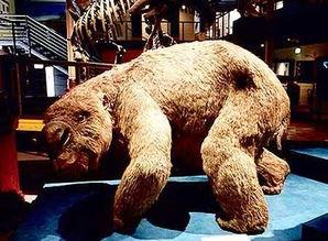 袋狮视频,野生世界中的传奇动物