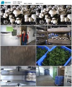 蘑菇养殖视频